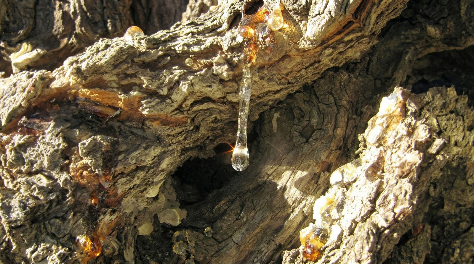 Mastic - príbeh bieleho zlata Stredomoria